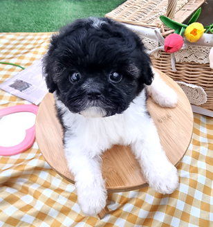 이미지