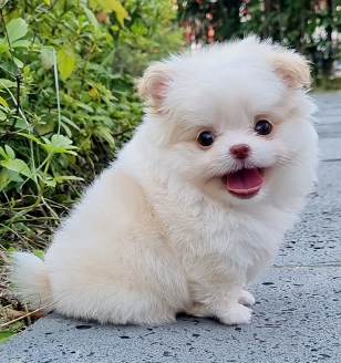이미지