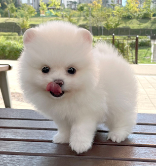 이미지
